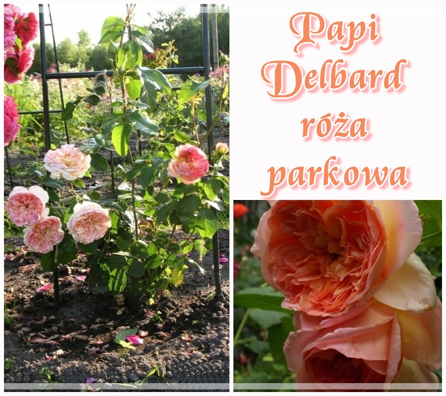 Papi Delbard róża parkowa 